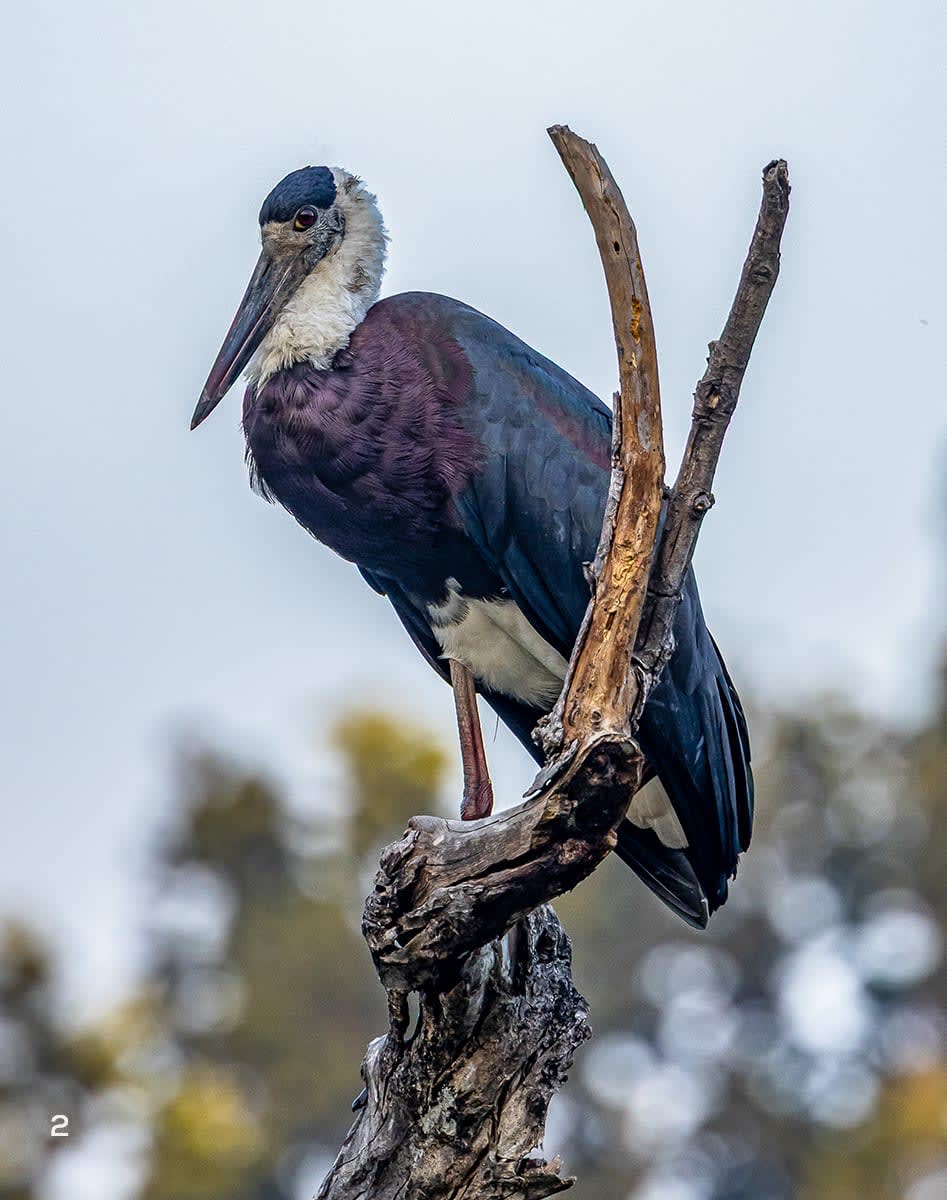 woolly-necked stork