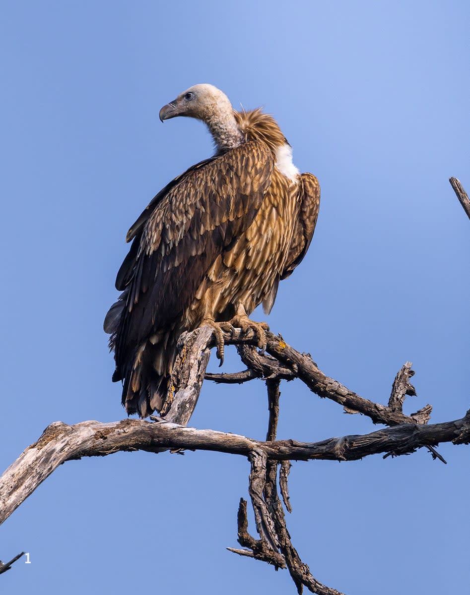 griffon vulture