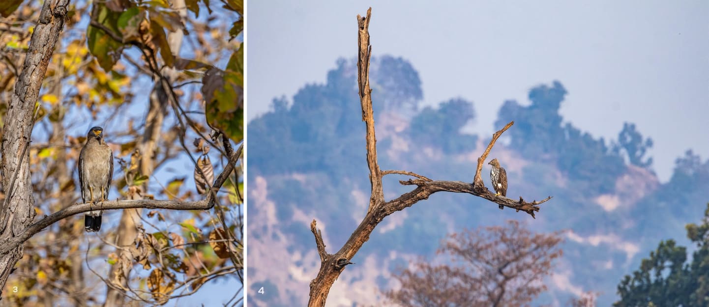 Crested serpent eagle and changeable hawk-eagle