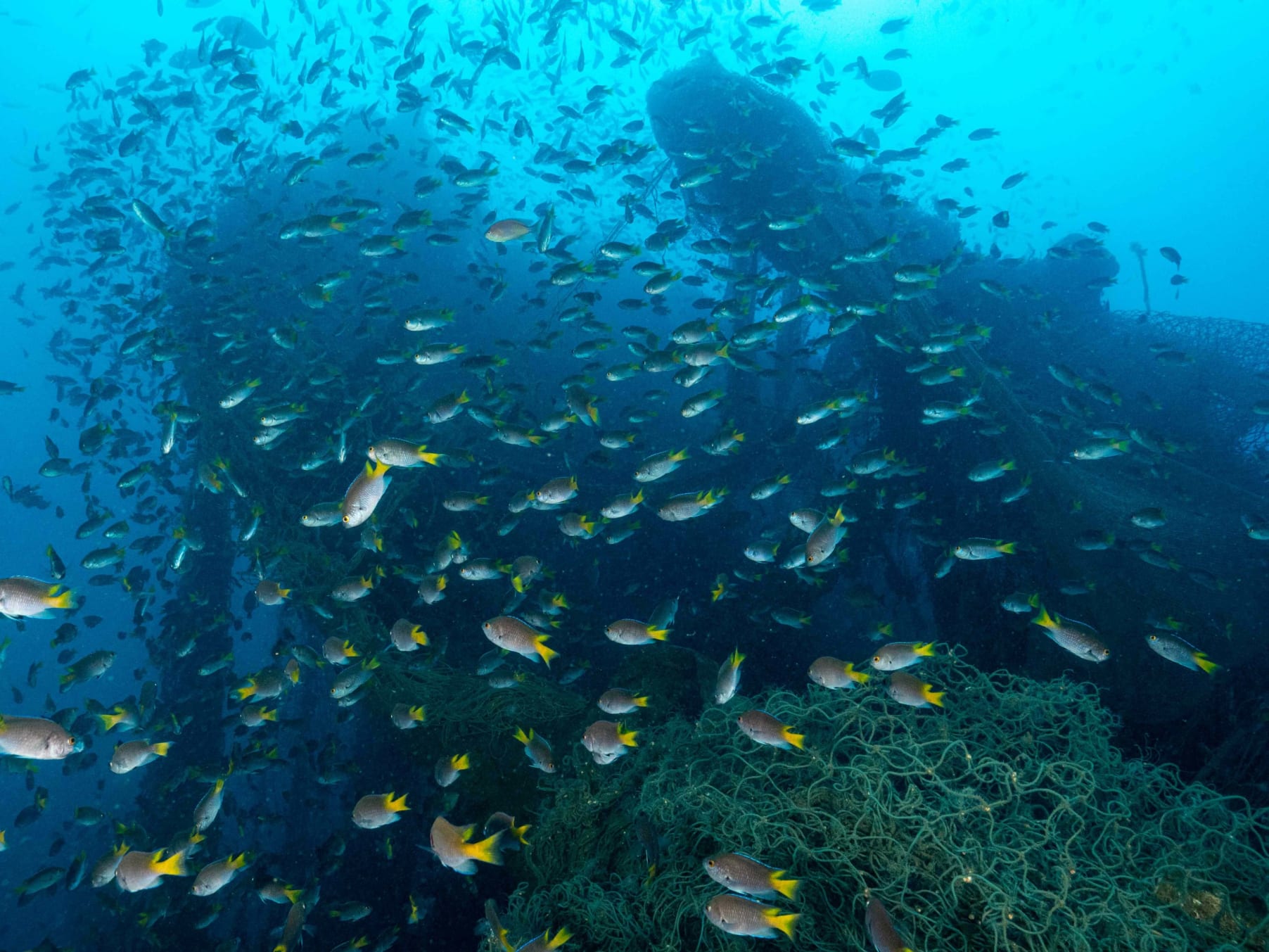 A school of fish in a shipwreck on the coast of Kerala