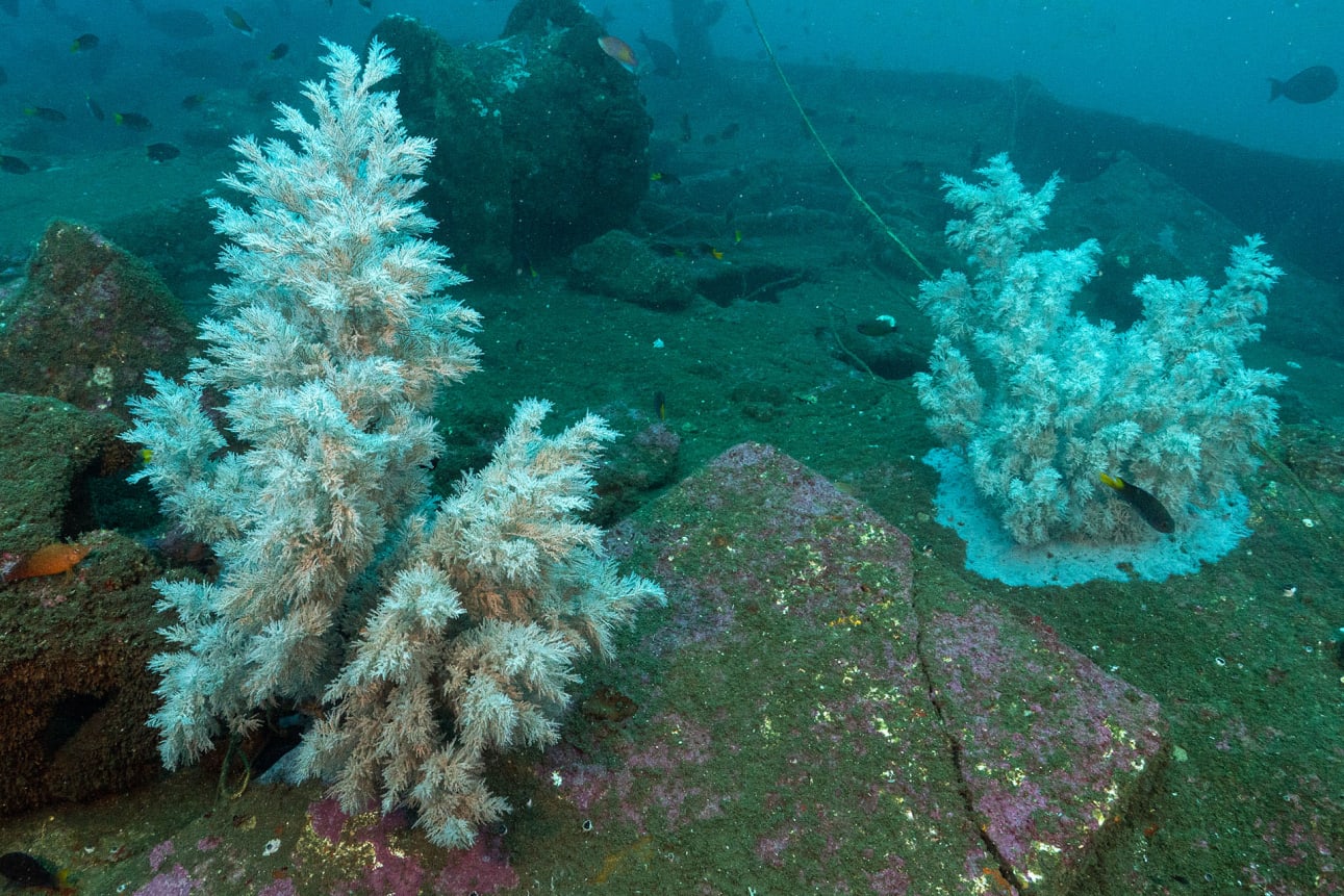 Corals in a shipwreck on the coast of Kerala