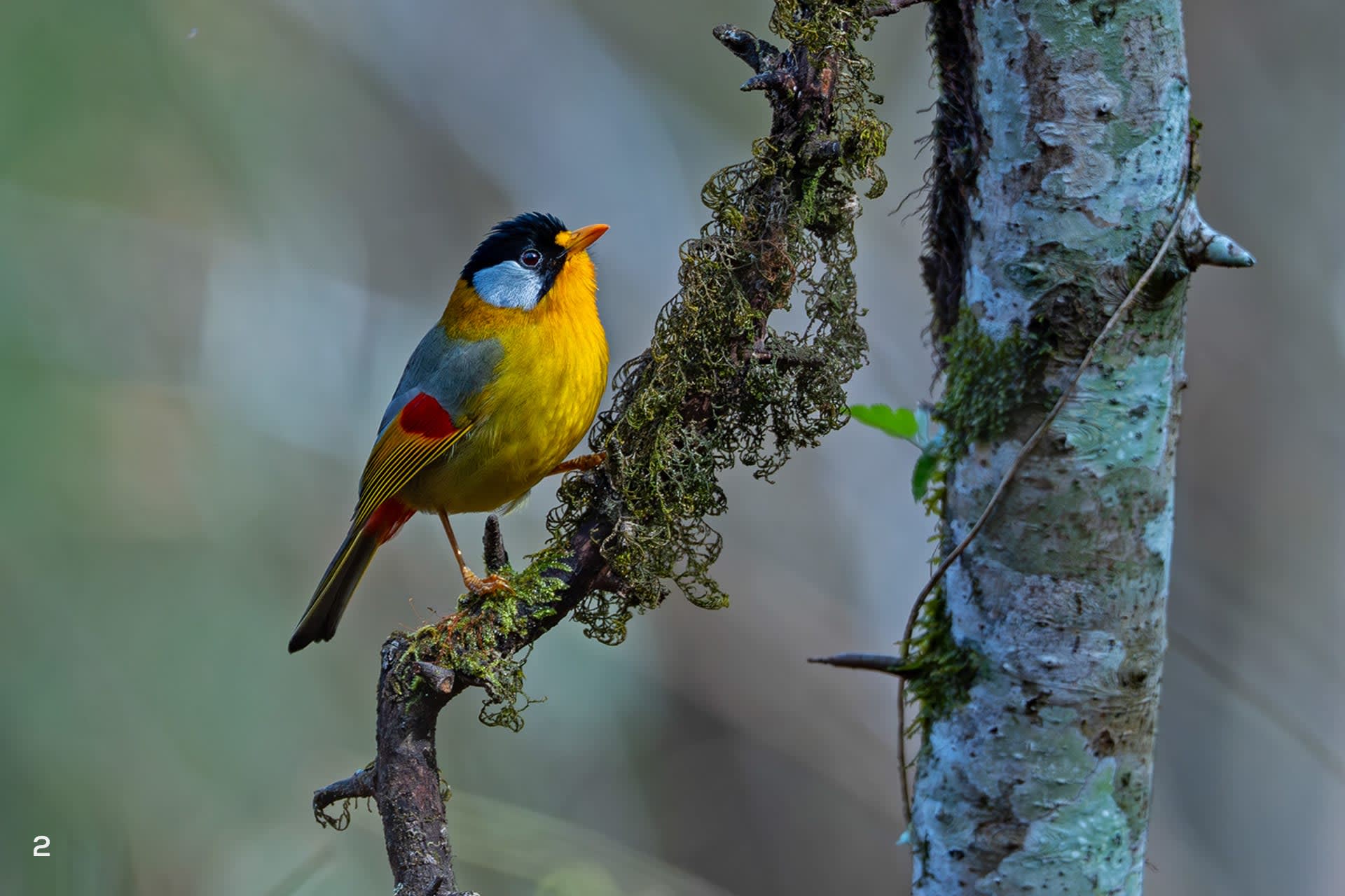 A silver-eared mesia in Khonoma, Nagaland