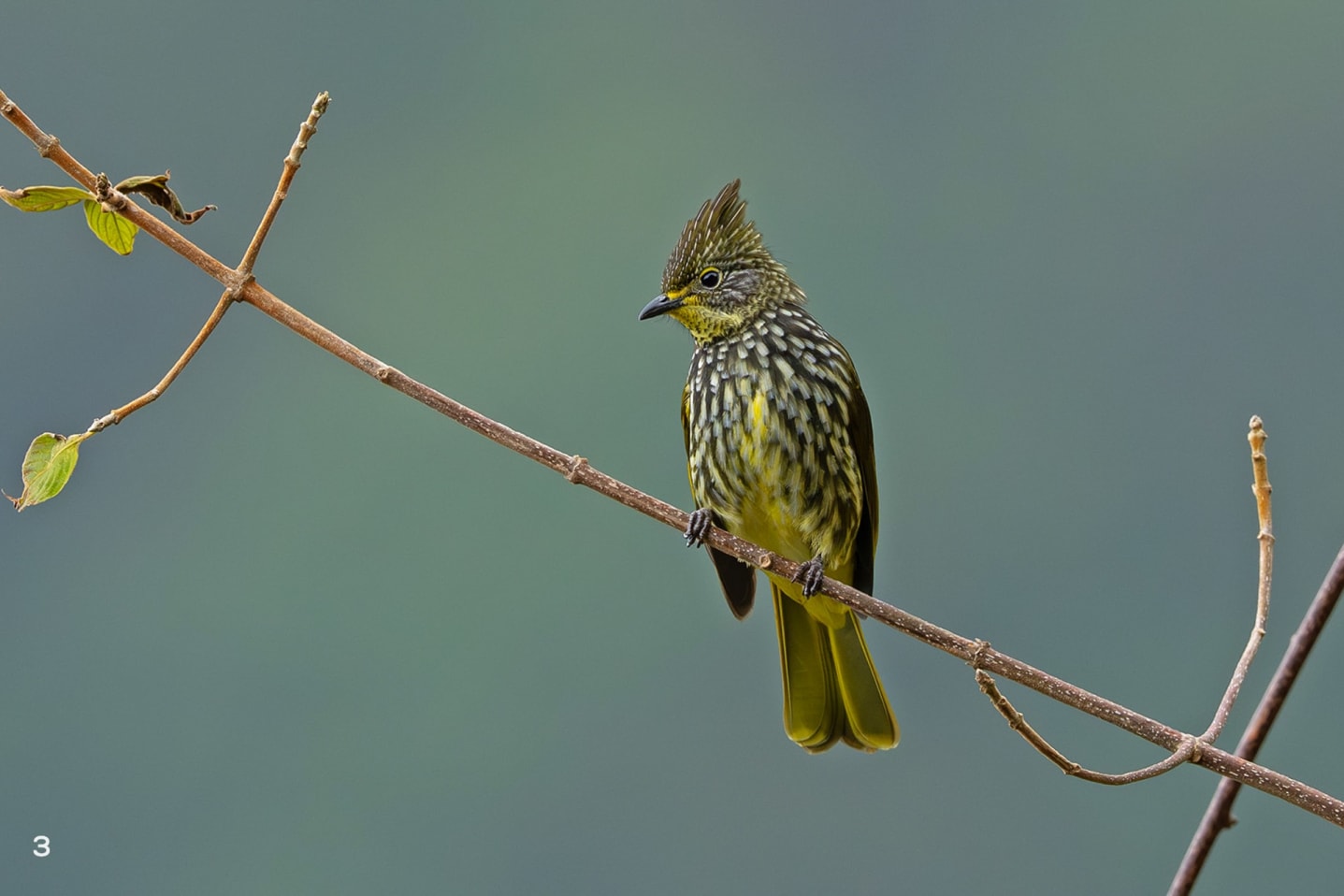 A striated bulbul in Khonoma, Nagaland