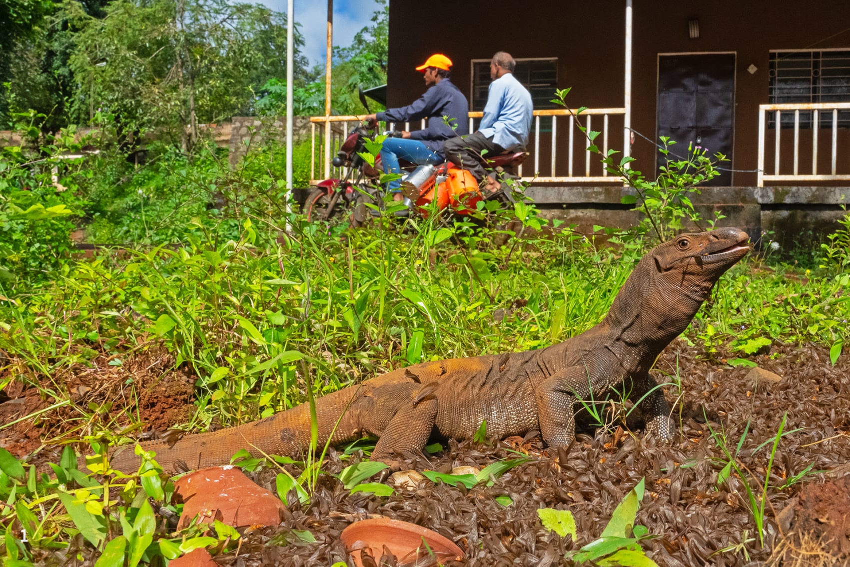 Monitor lizard