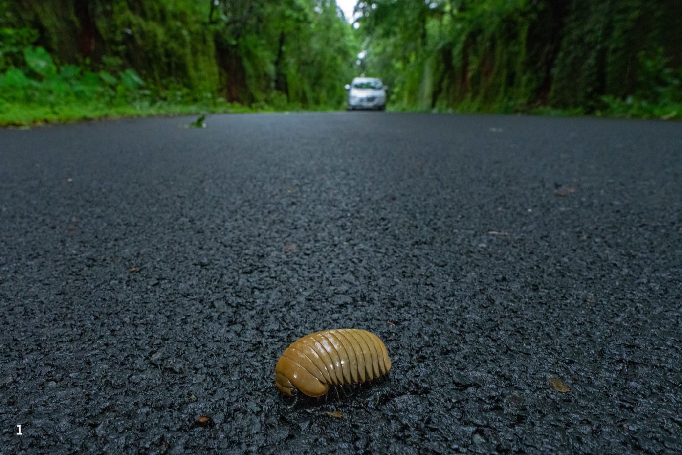 pill millipede