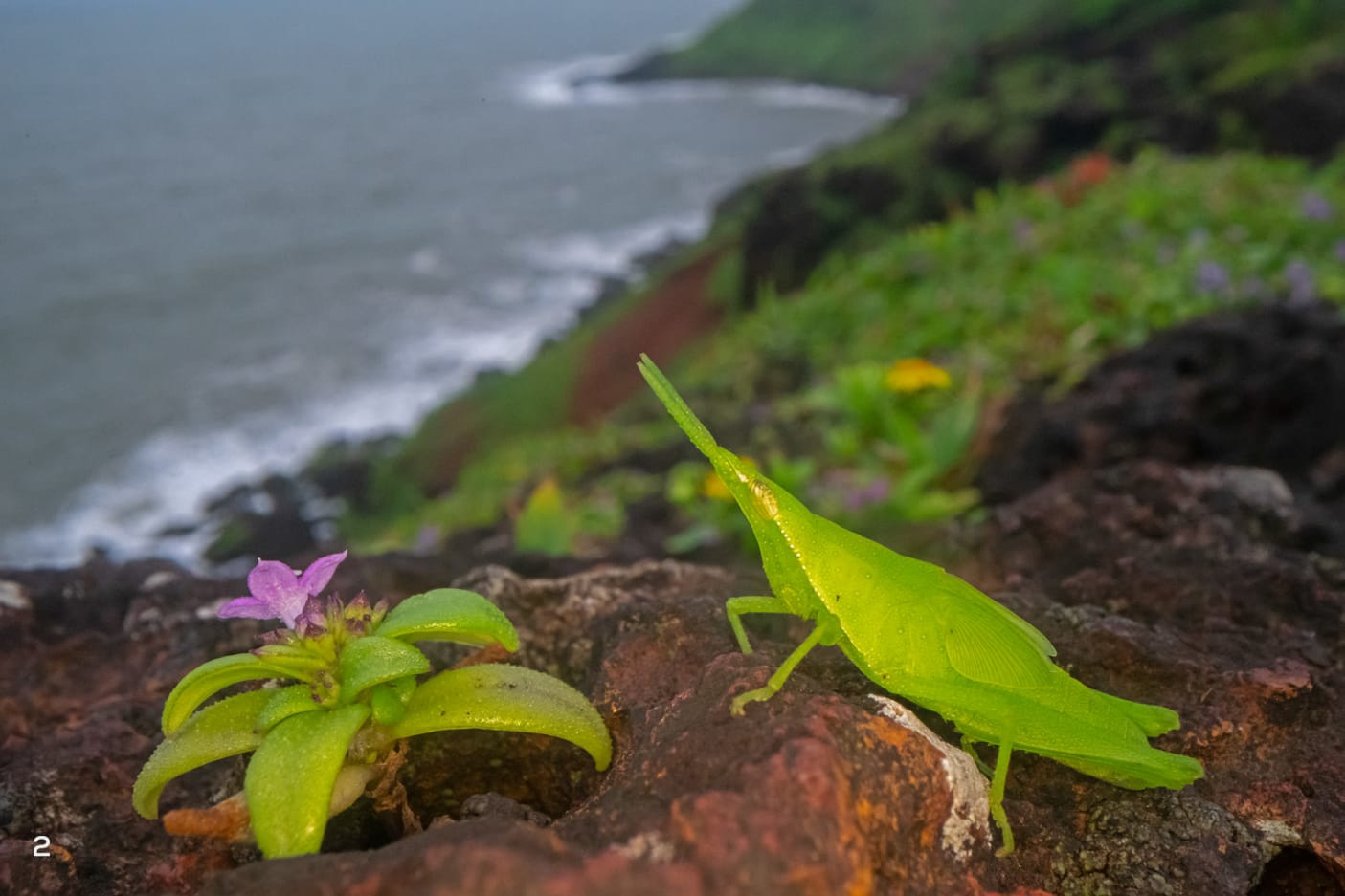 Oriental long-headed grasshopper