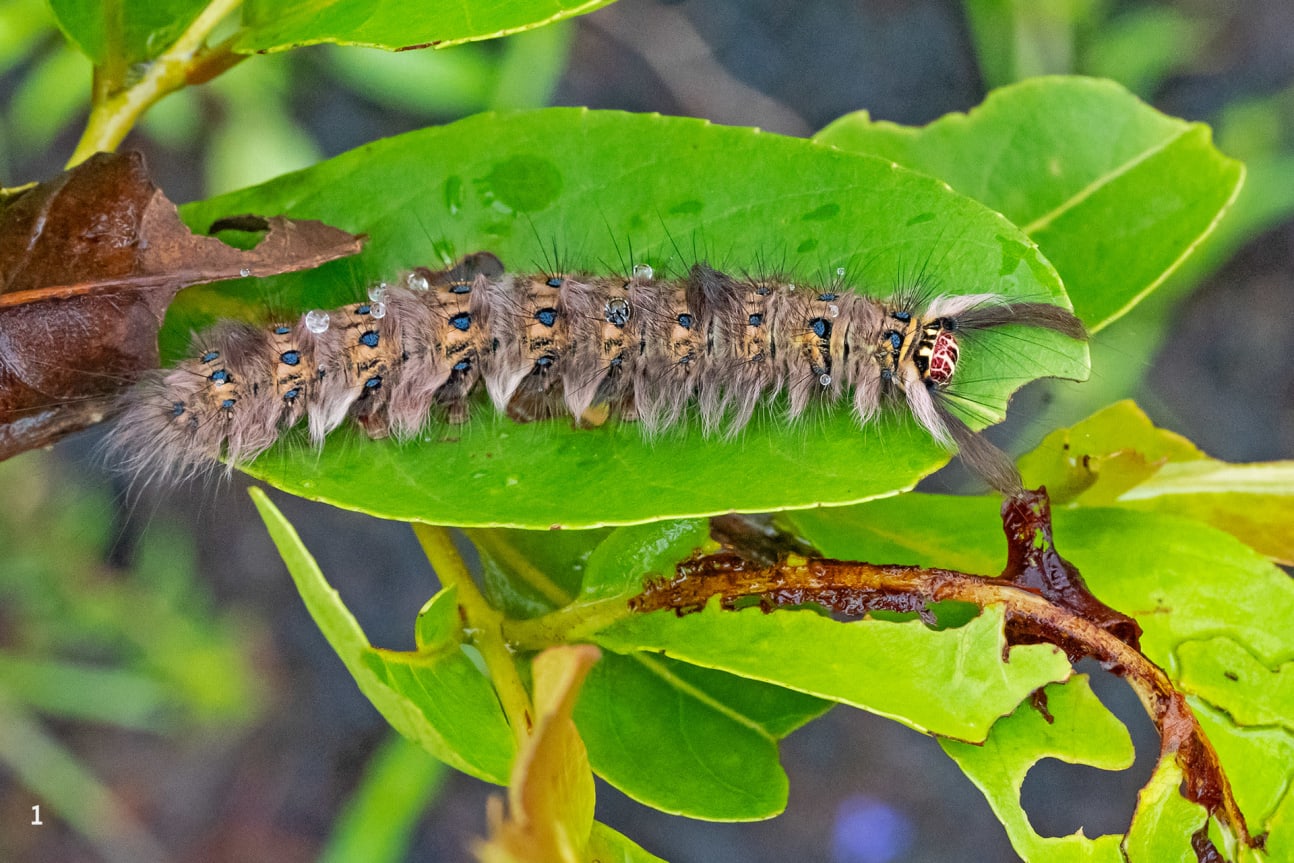  Lappet moth caterpillar