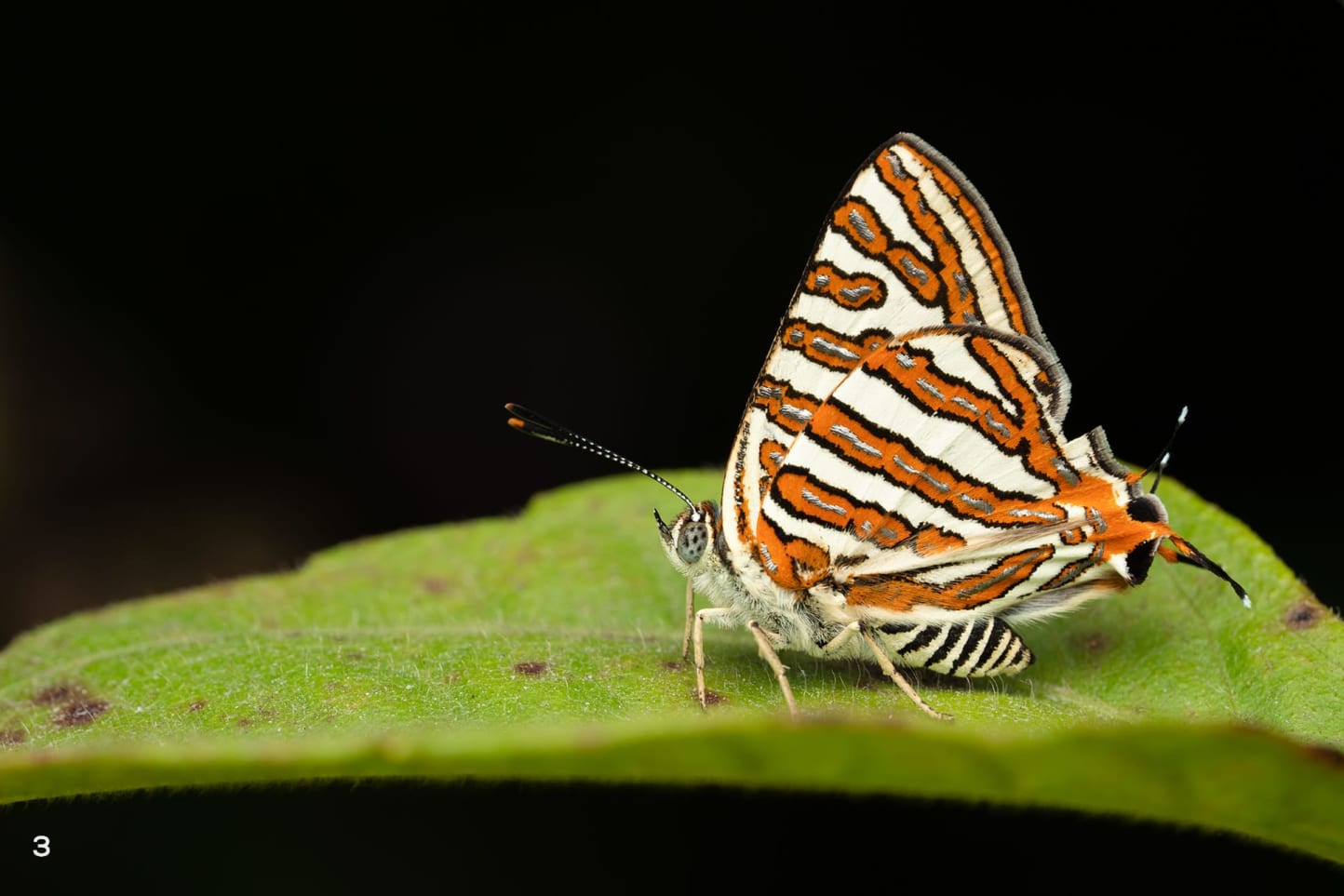 common silverline