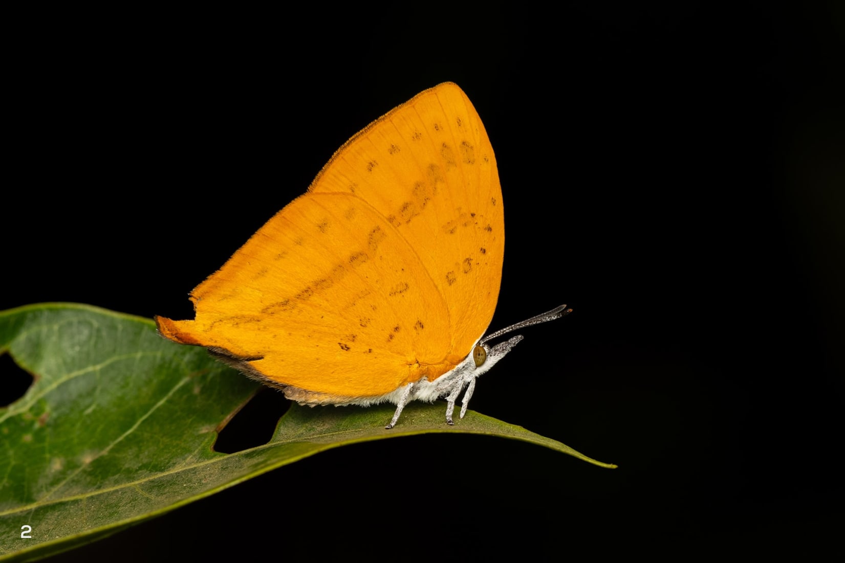 yamfly