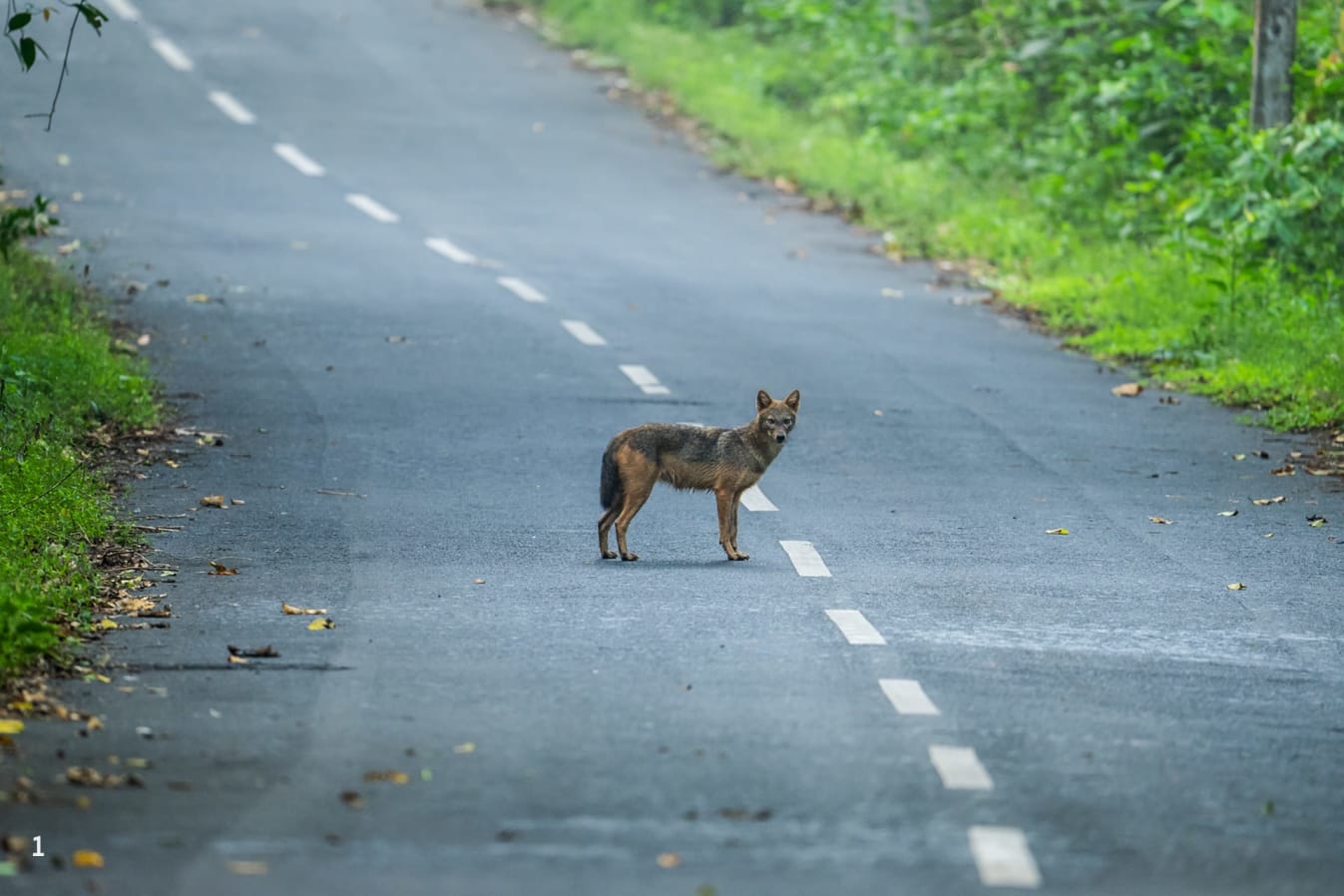 golden jackal