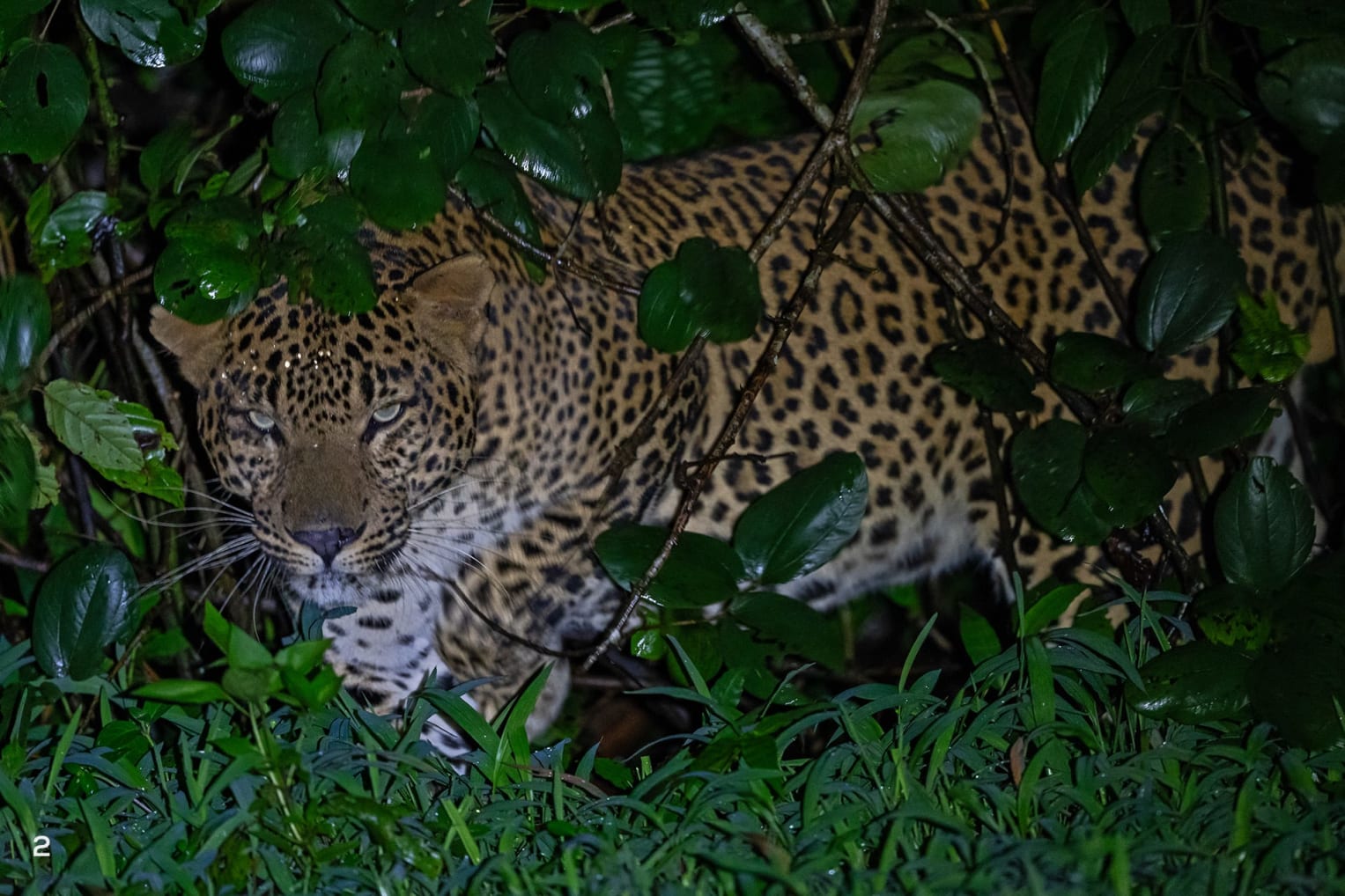 Leopard