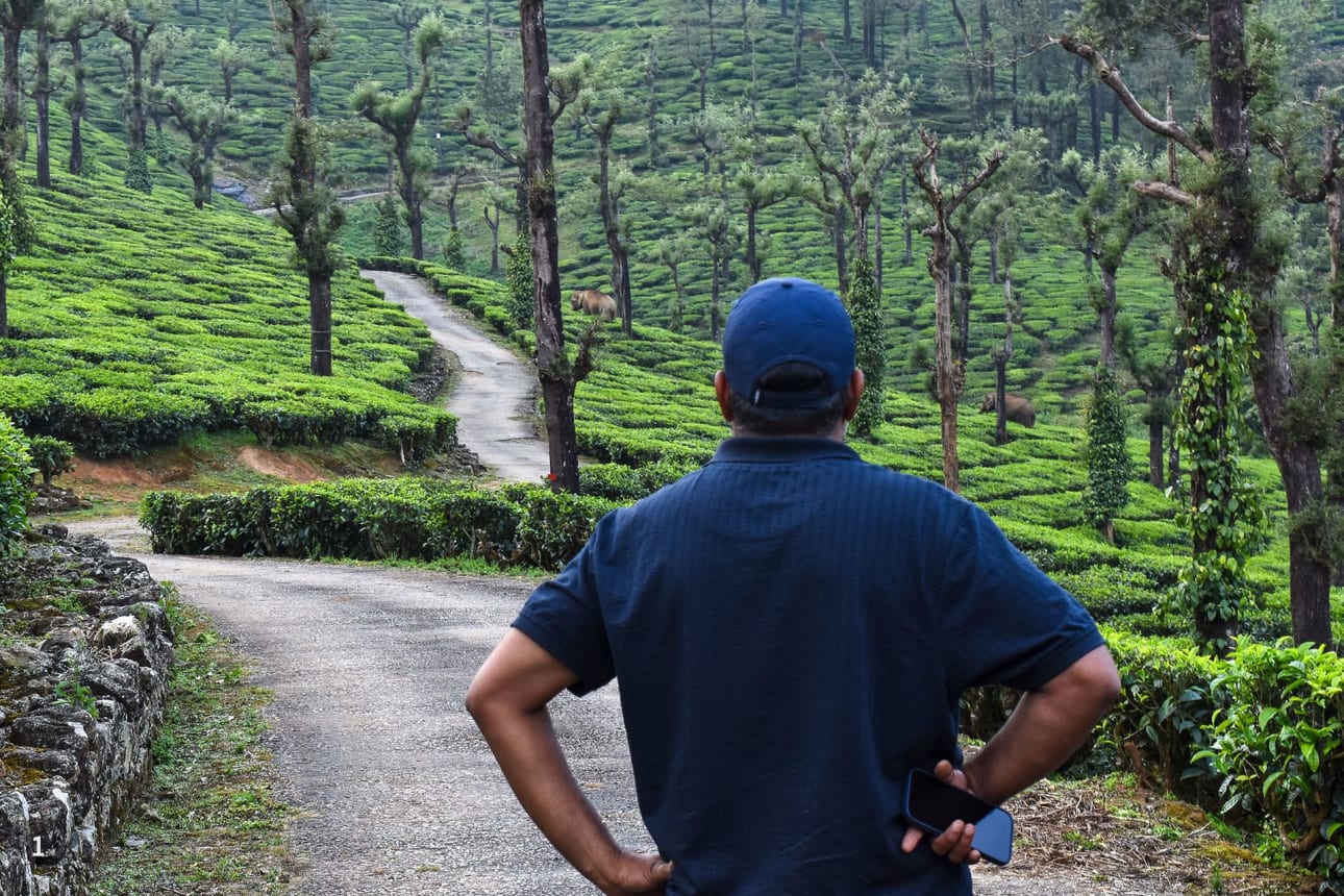Ganesh observes two tuskers in a tea estate. They frequently use this patch, and he has encountered them here many times. Years of field experience help him recognise individual elephants and anticipate their movements.
