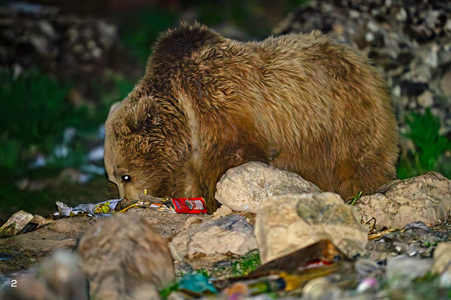 Himalayan brown bear