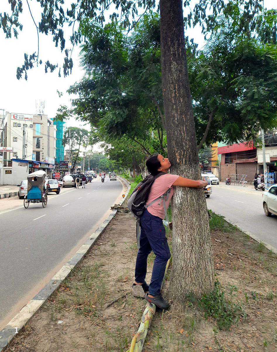 Recording the circumference of a tree with a measuring tape