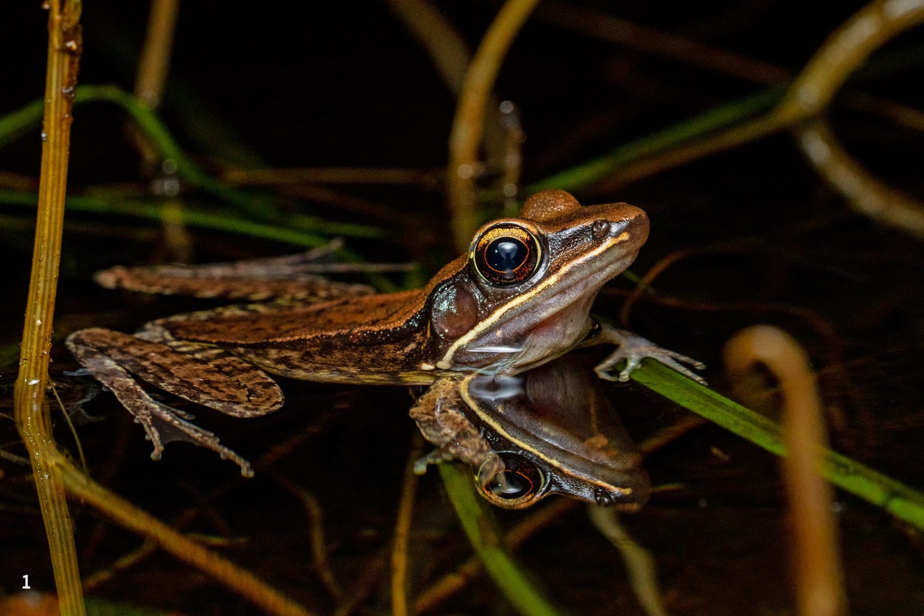 Assam forest frog