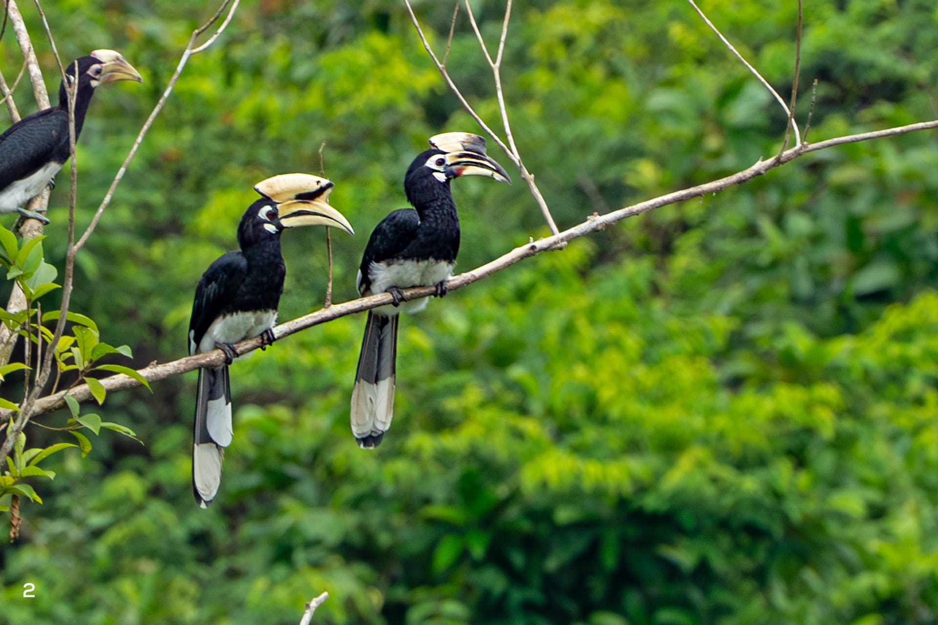 Oriental pied hornbills