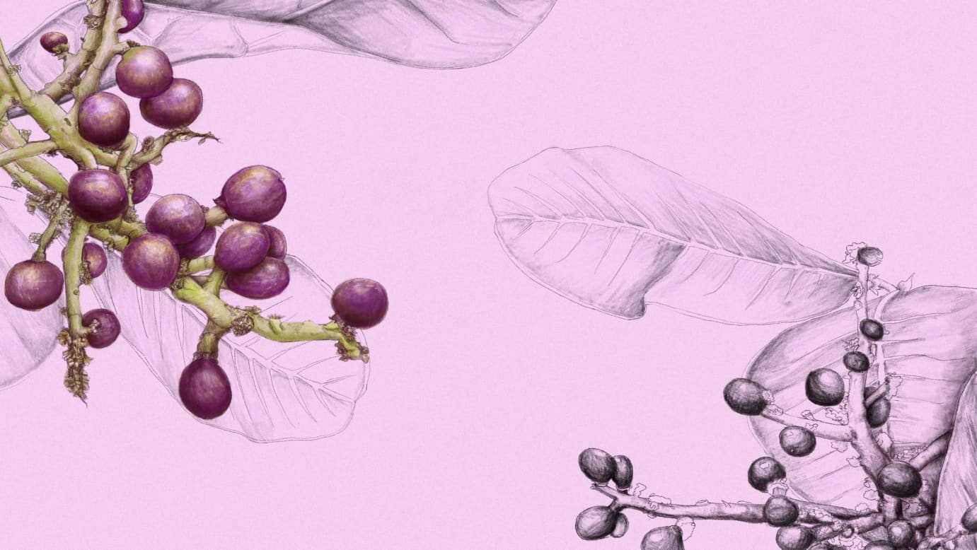 Illustration of a charily nut's fruit