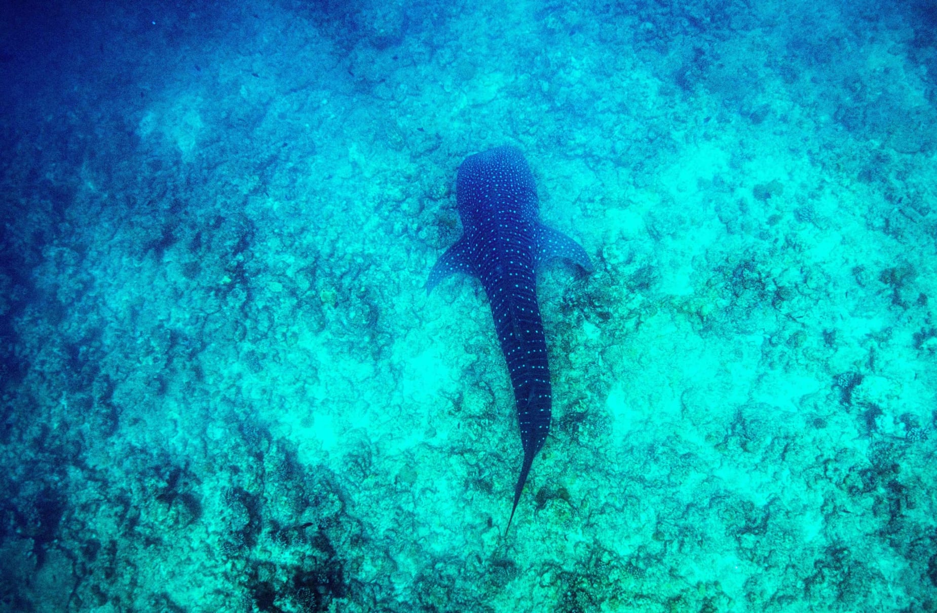 Whale shark