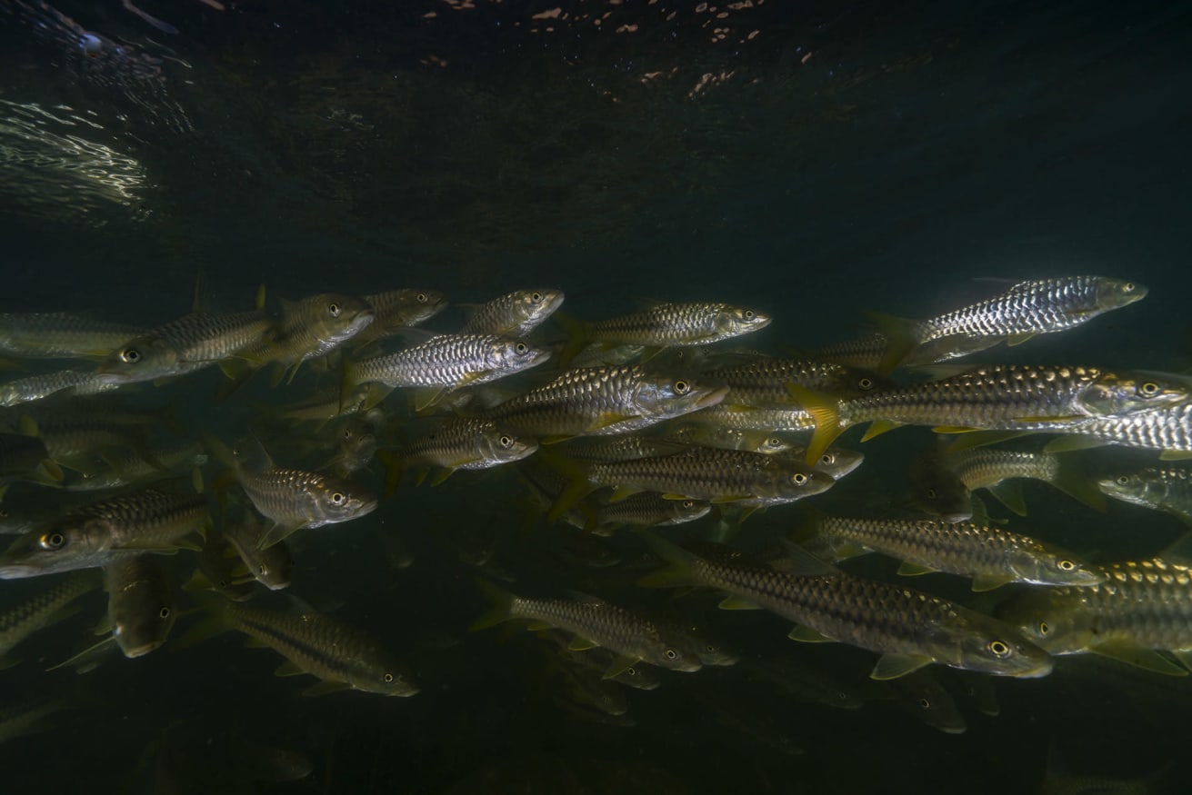 Golden mahseer