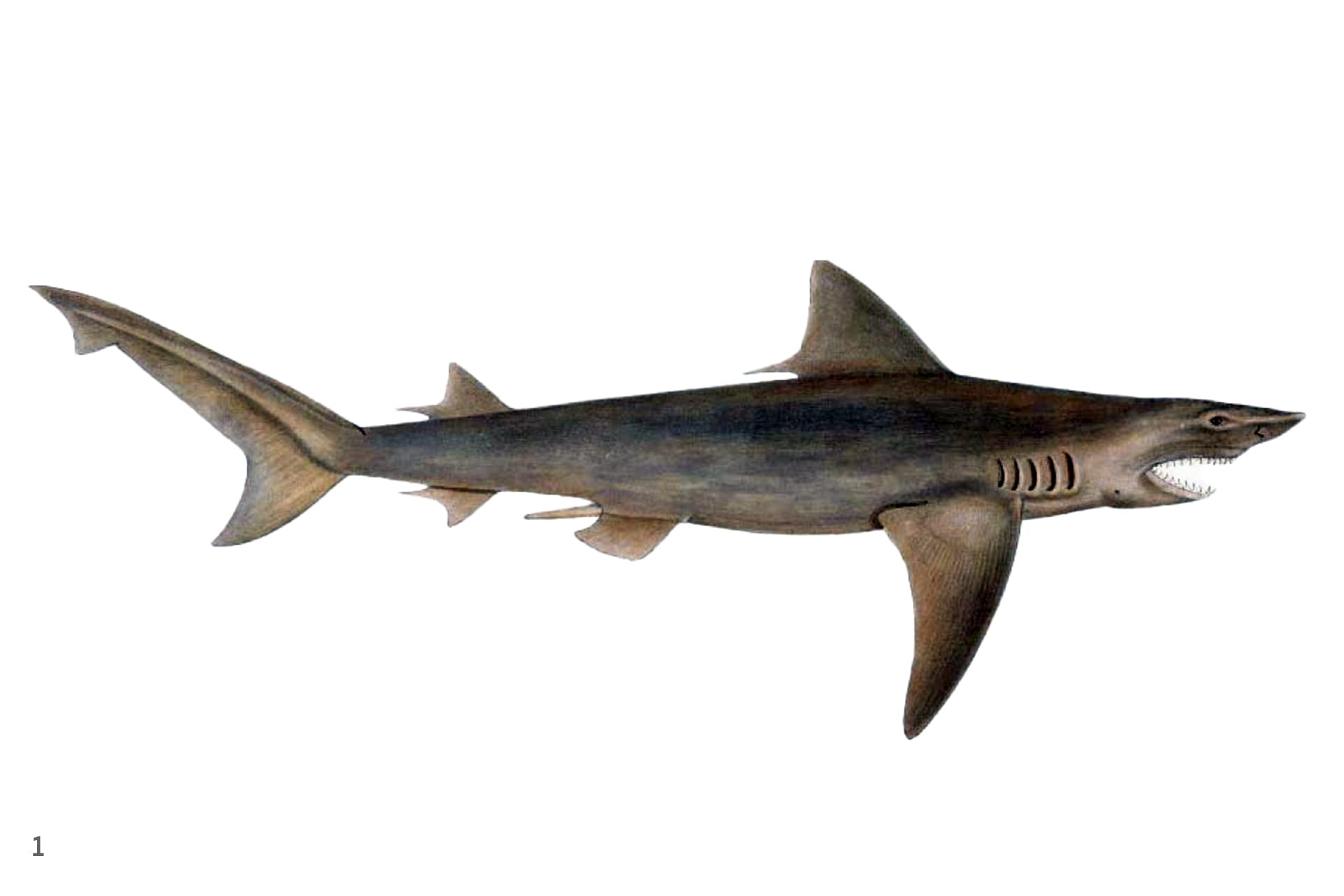 Ganges shark