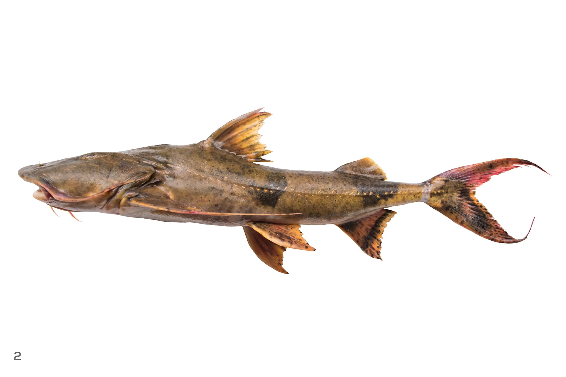 Goonch catfish