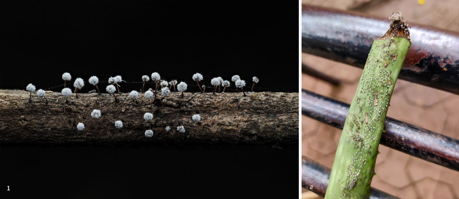 carnival candy slime mould and slime mould