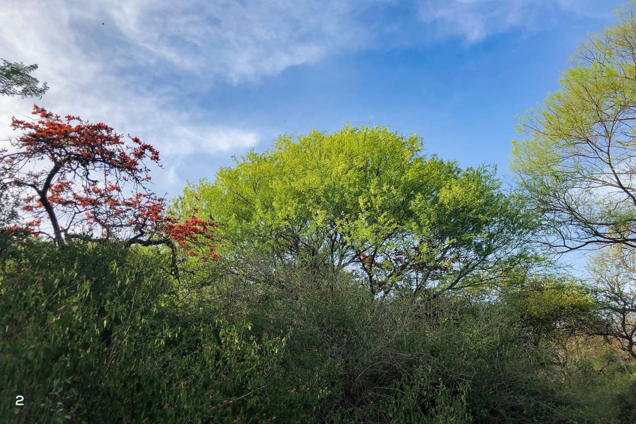 Phulai (Senegalia modesta or Acacia modesta) is a dry deciduous tree that survives arid conditions. 