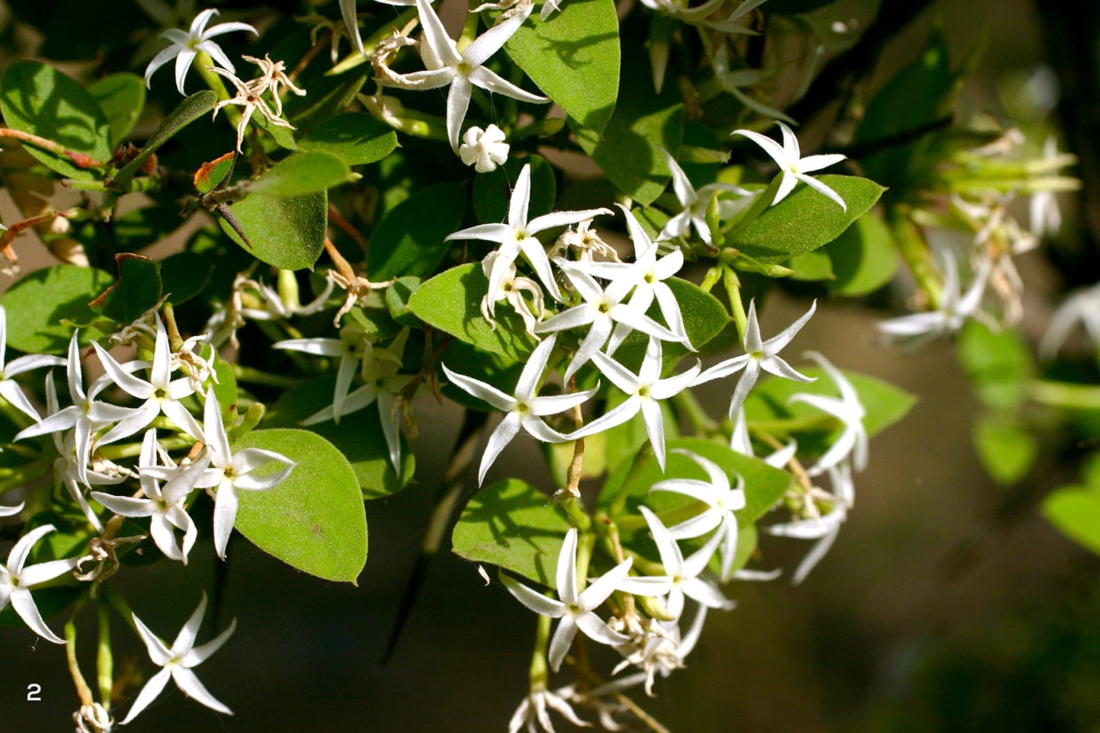 The thorny bushes of wild karanda (Carissa spinarum) 
