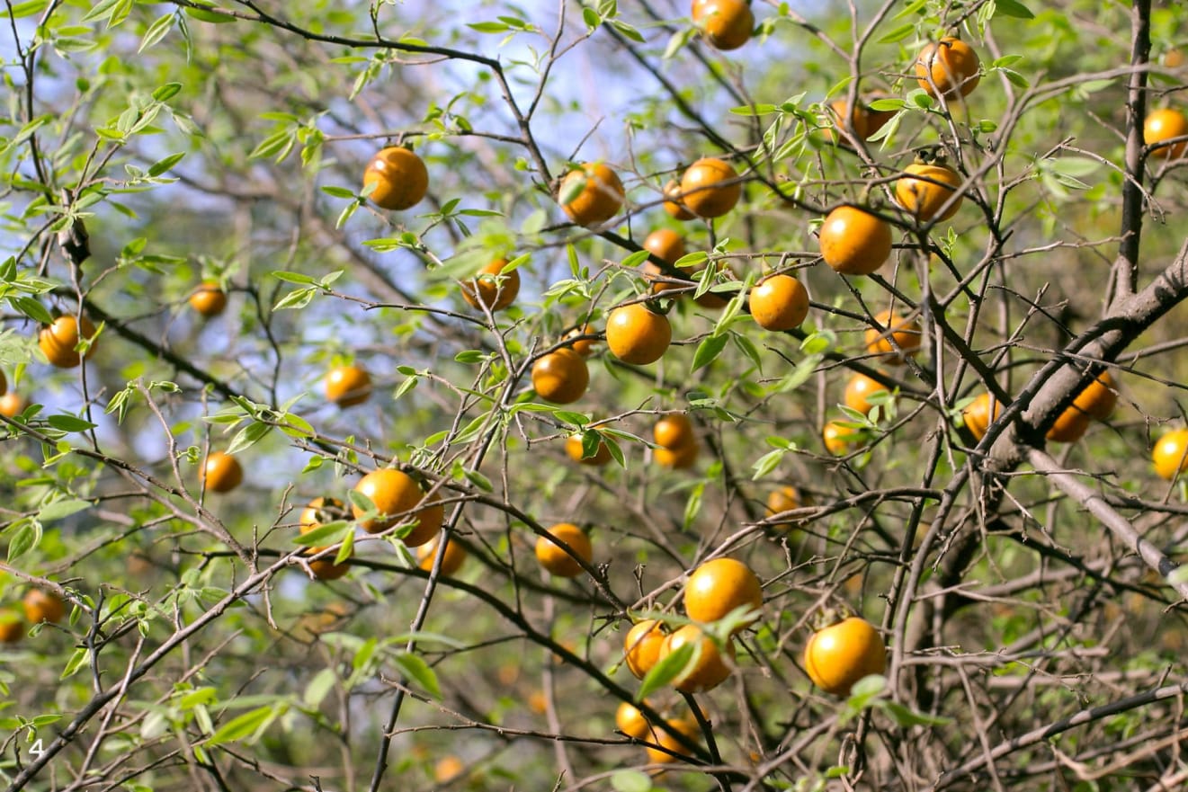 In contrast, fruits of bistendu (Diospyros montana) ripen through the dry months and are toxic.