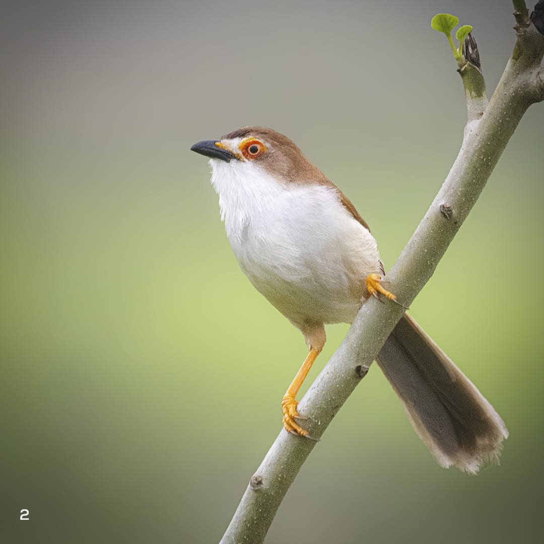 The yellow-eyed babbler skulks in dense scrub, but is commonly identified by its dry, clattery “chrr-chrr-chrr” call or its nasal whistle.