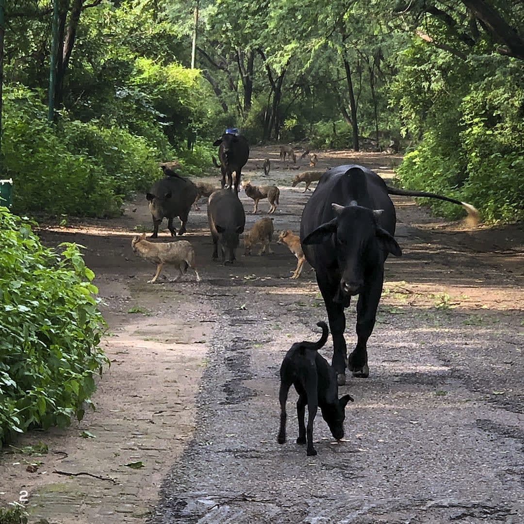 Jackals, cattle, dogs, and other animals being fed at the Ridge. This practice is common on the fringes of Delhi’s forests, though ecologists warn that it has a detrimental effect on wild animal behaviour and health.