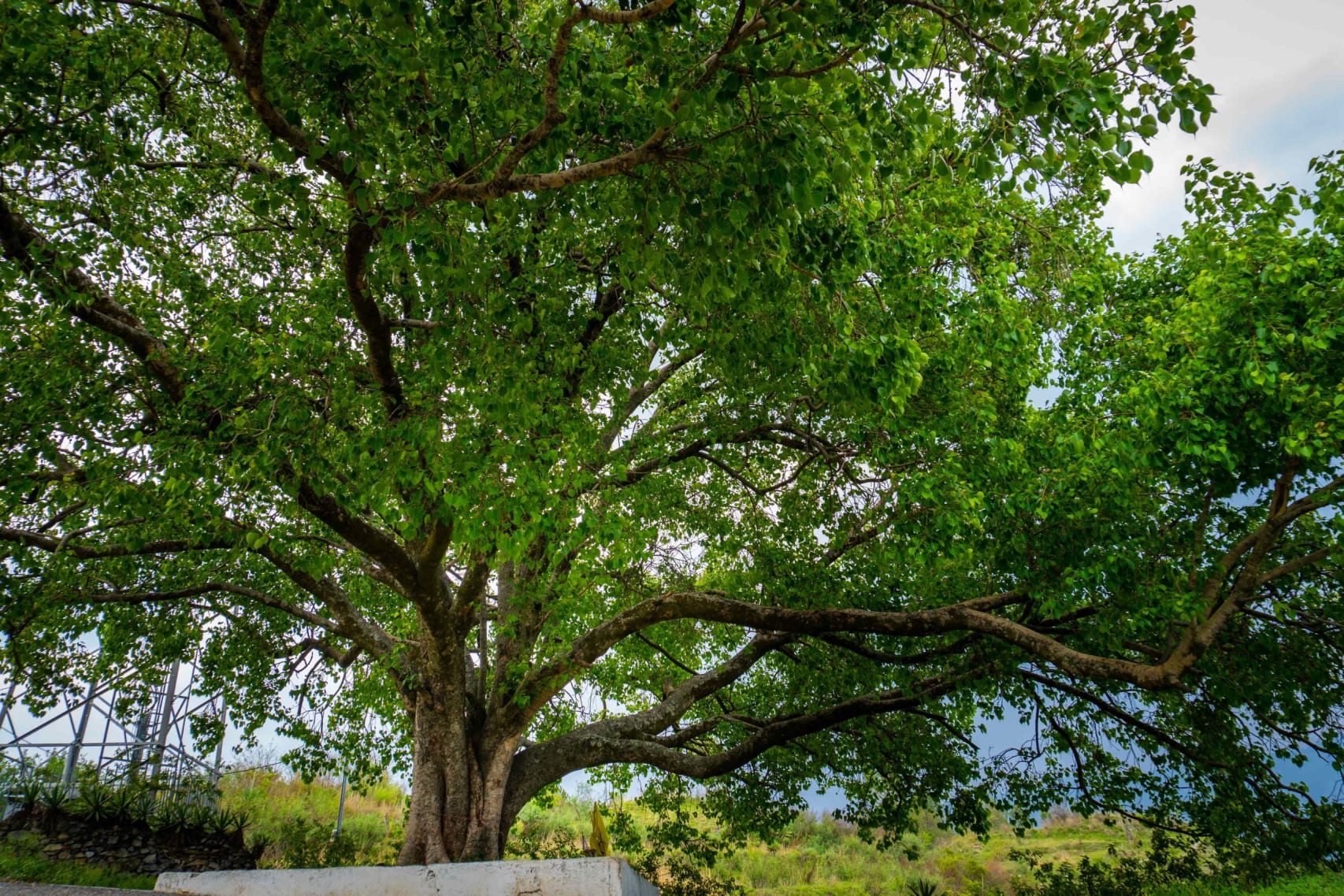 Peepal tree