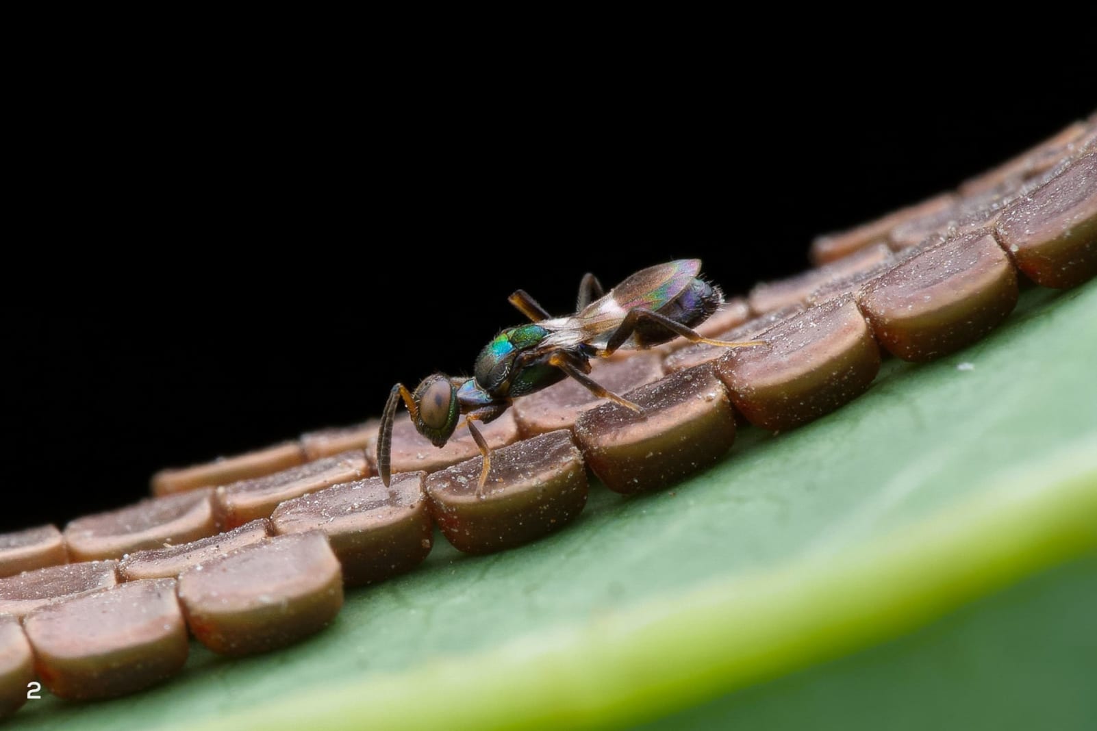 parasitoid wasp 