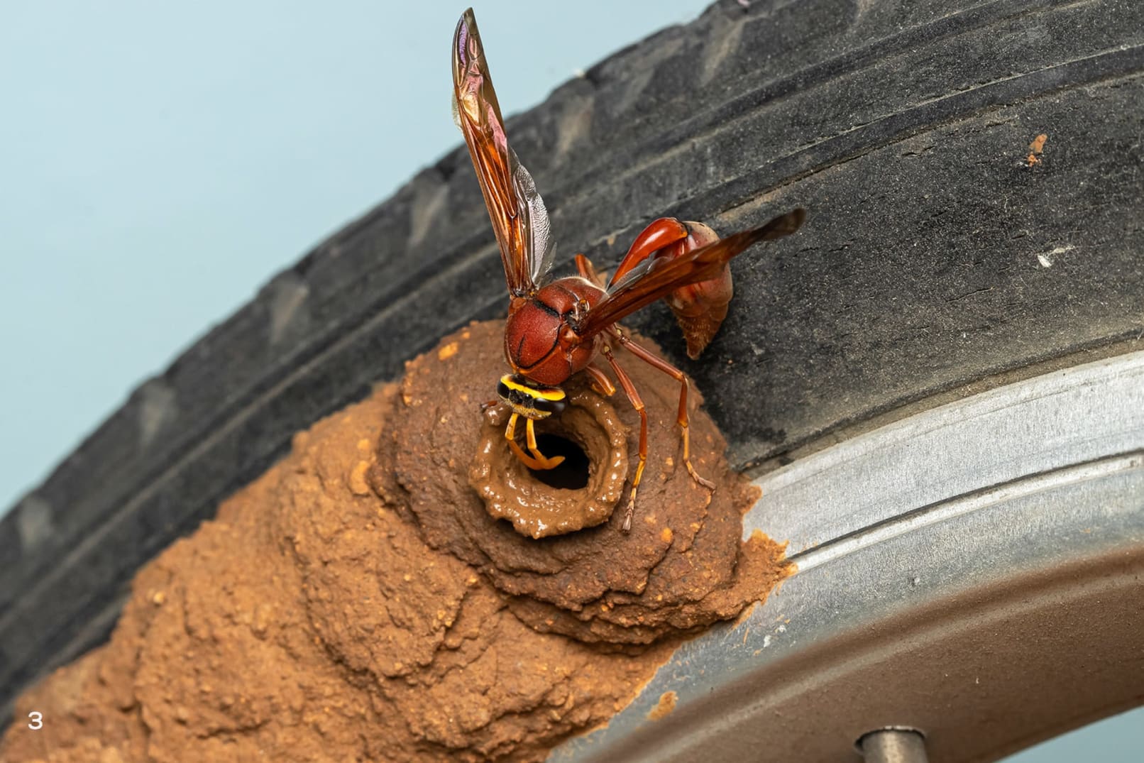 potter wasp