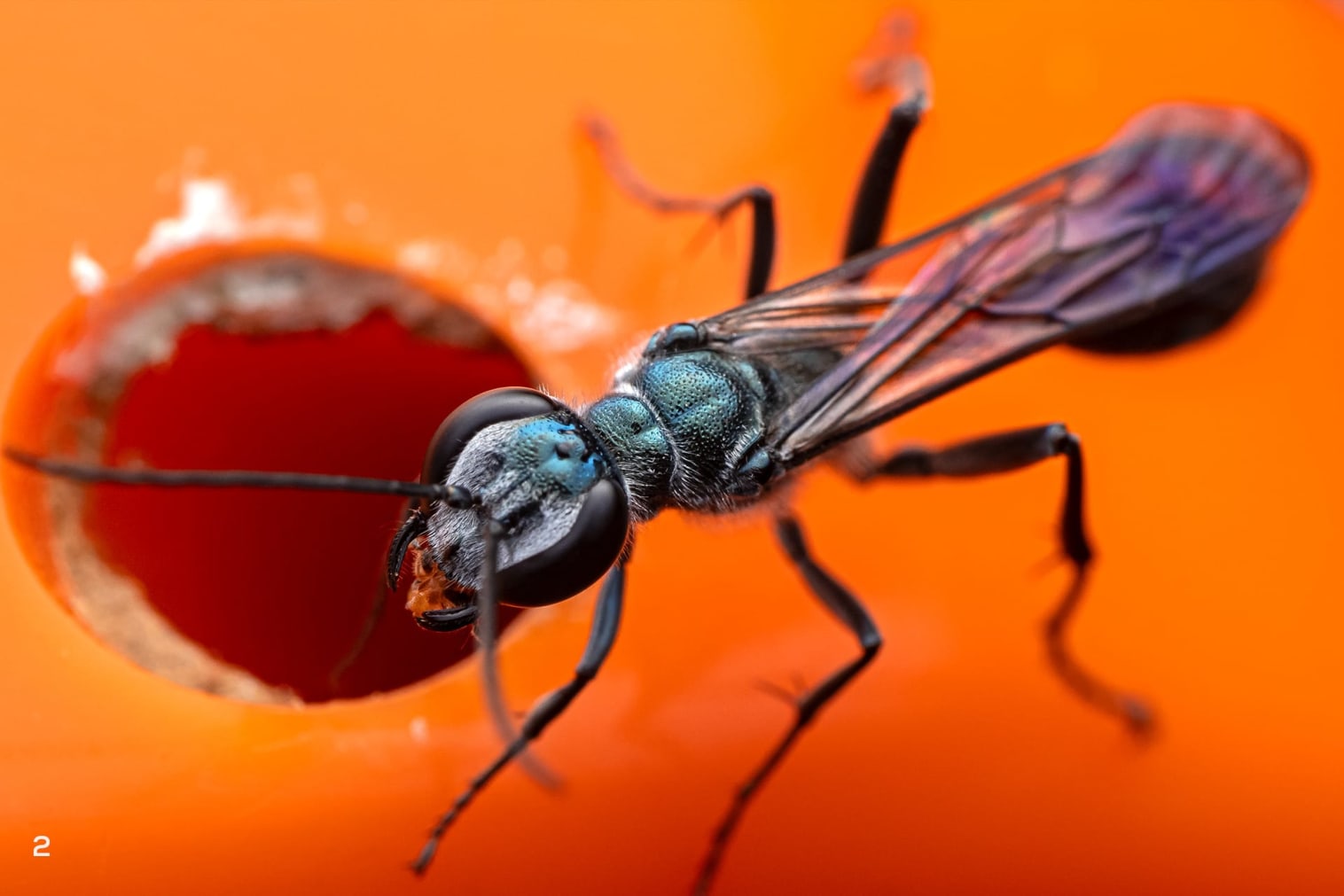 mud-dauber