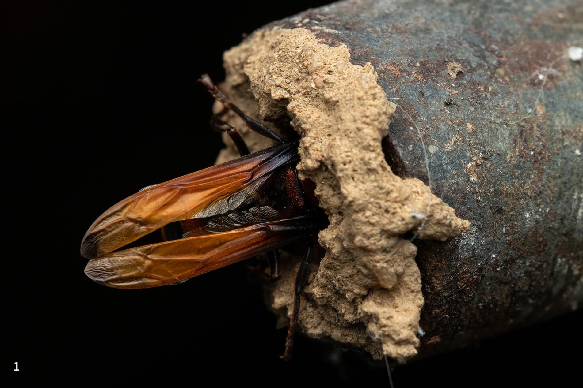 potter wasp