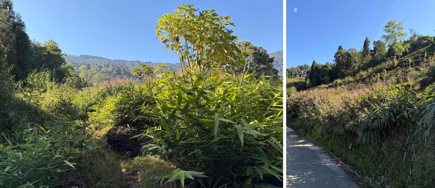 broom grass