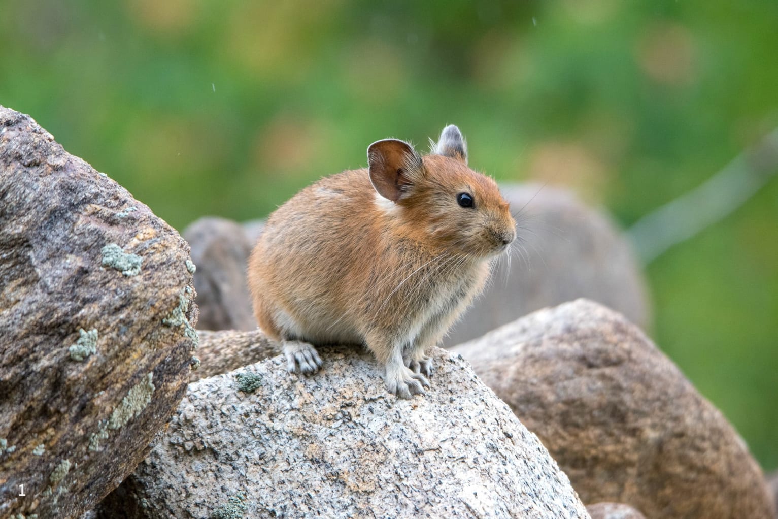 Royle’s pika