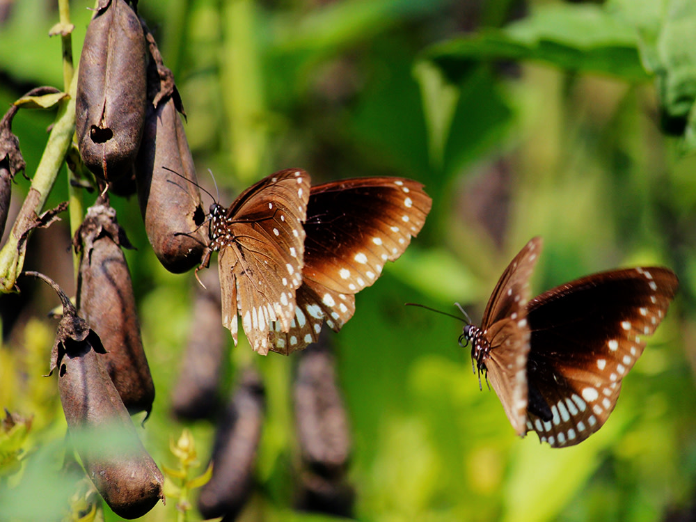 Bewitching Butterflies Take Wing