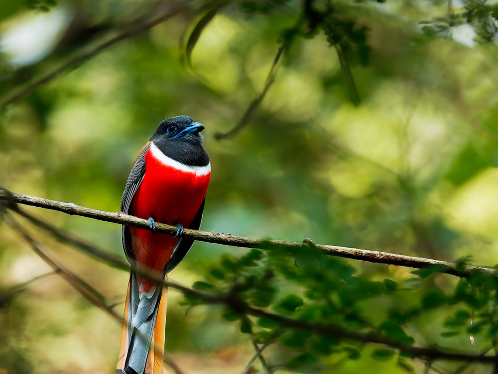 Lessons in Love (and Housekeeping) from the Malabar Trogon
