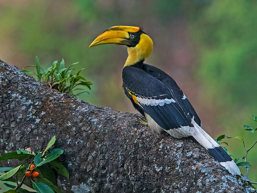 Birding Star: The Great Indian Hornbill