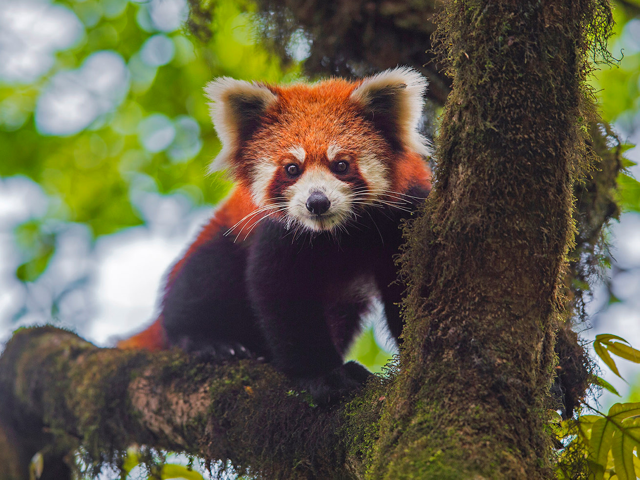 Red Panda, the Cuddly Asian Bamboo Eater