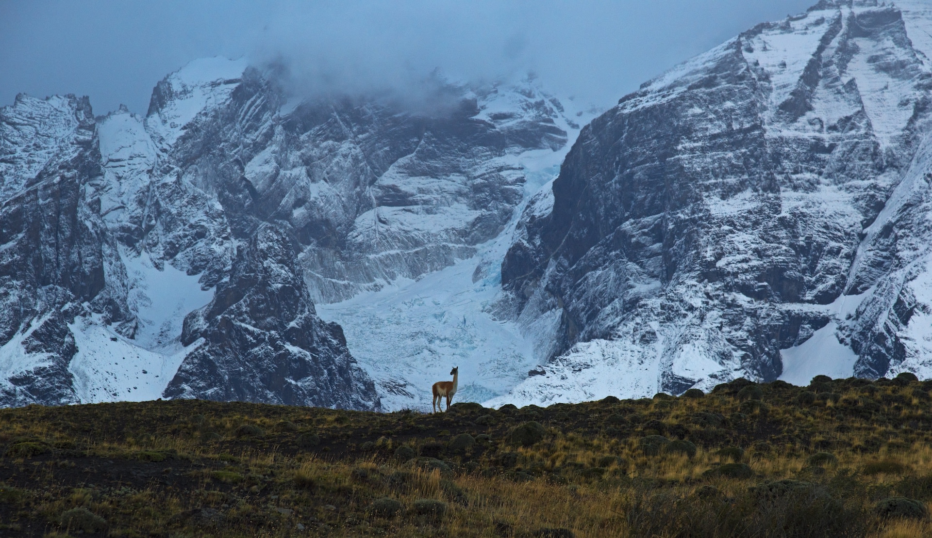 Swift as the Wind: The Guanacos of Patagonia