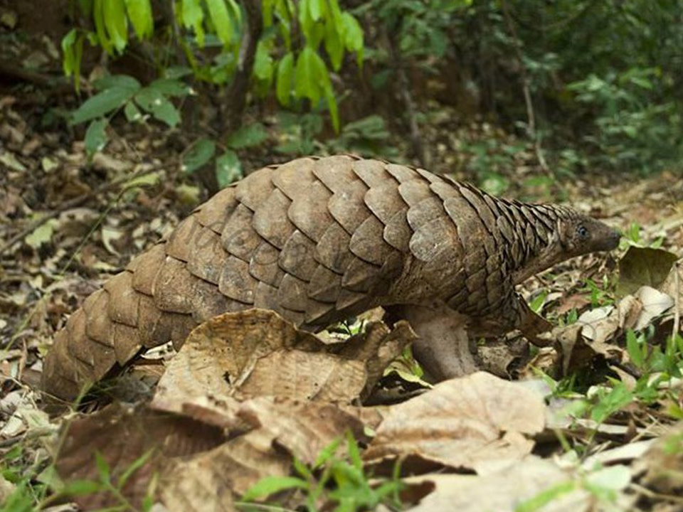 Victims of a Vile Trade, Pangolins are Almost Extinct