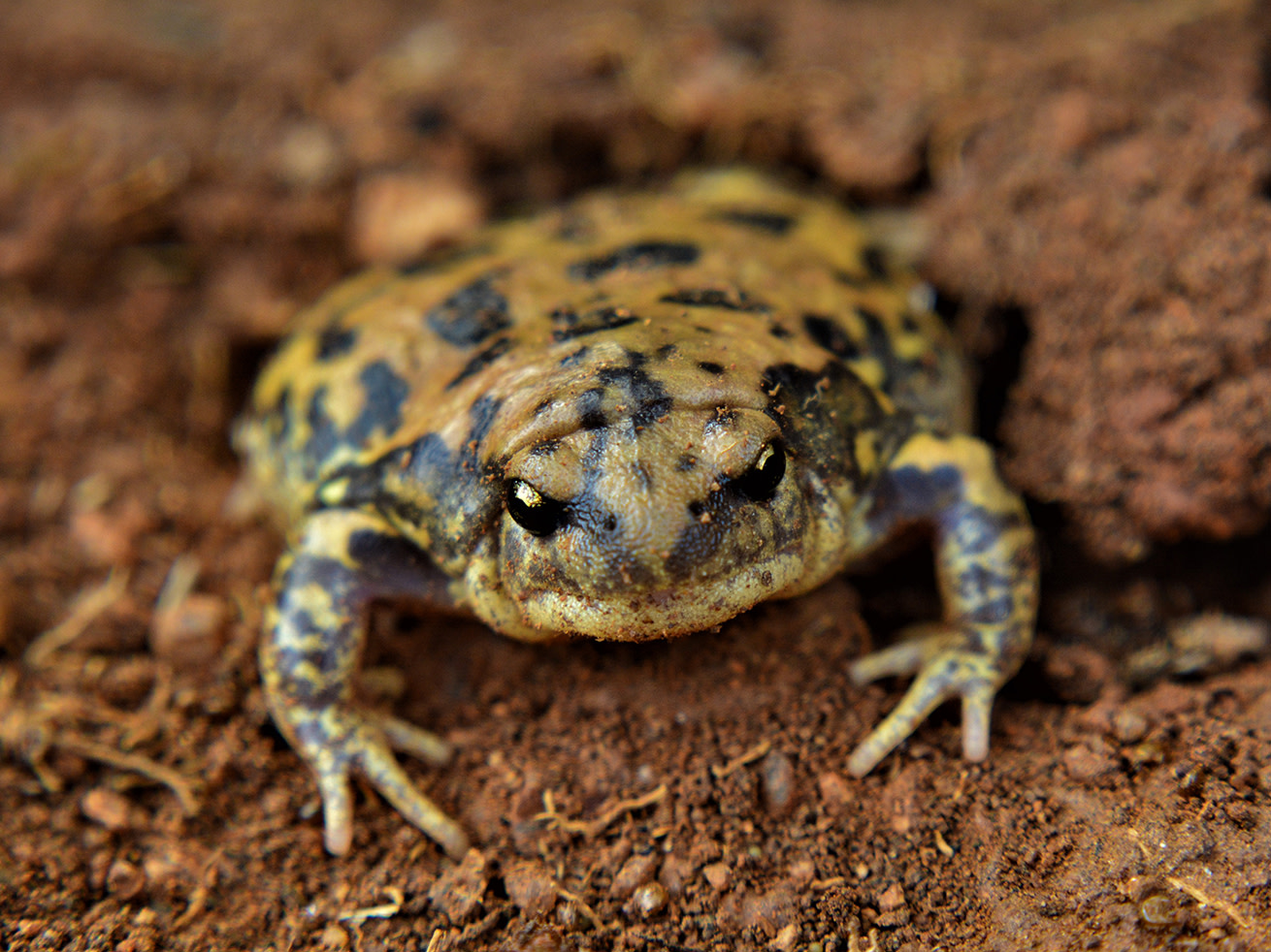 Microhabitats and Other Secrets of Life Under a Rock