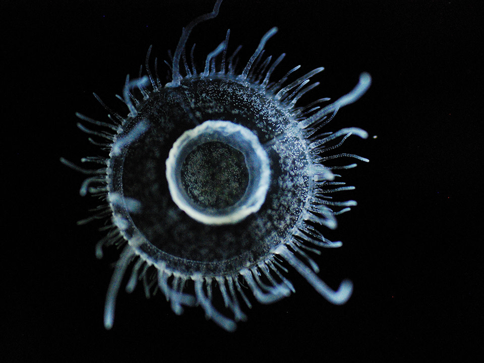 Tiny Tentacles in the Mighty Kaveri