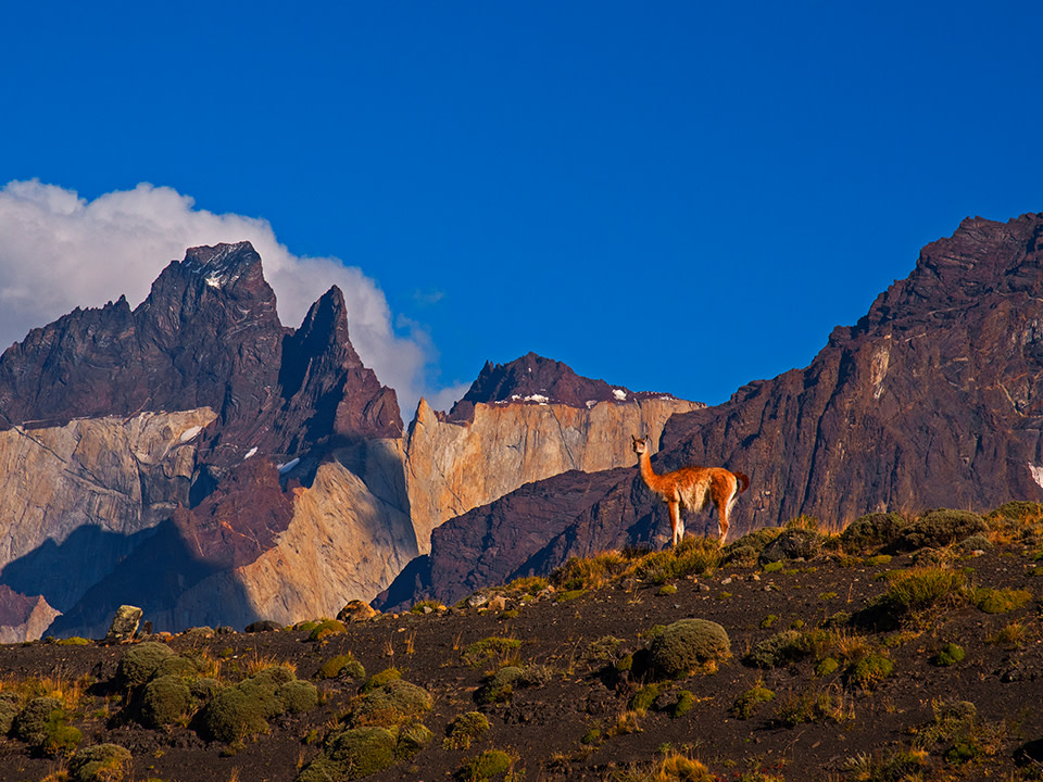Swift as the Wind: The Guanacos of Patagonia