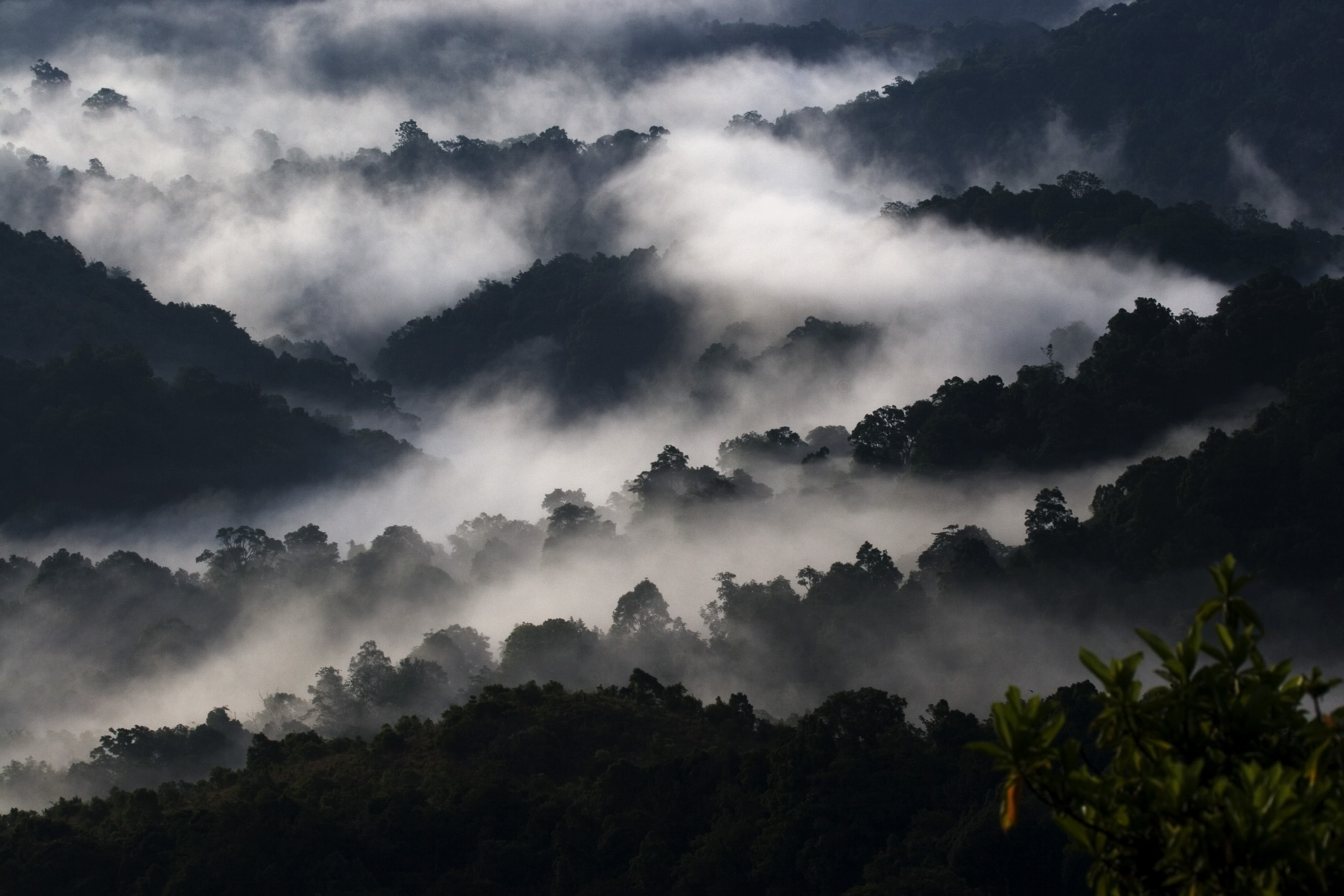 Splendid Sojourns in Silent Valley National Park