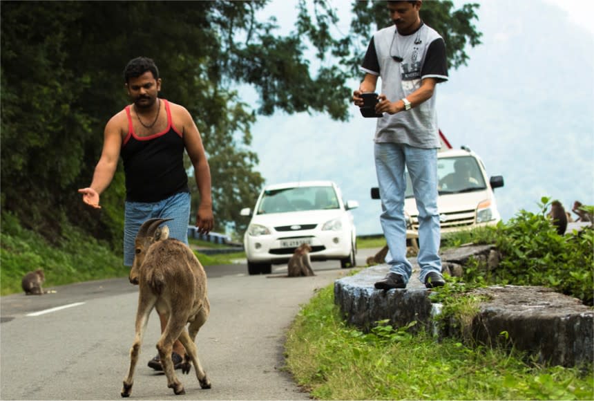 An Appeal to Tourists: Stop Feeding the Nilgiri Tahr