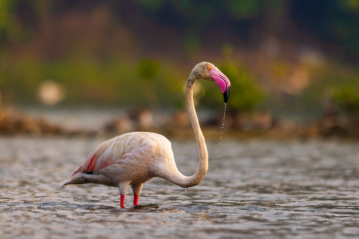 When Flamingos Frolic and Feed in the Talawe Wetlands